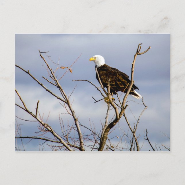 American Bald Eagle V Postcard (Front)