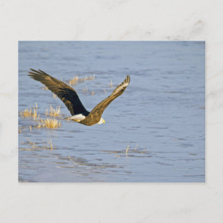 American Bald Eagle VI Postcard