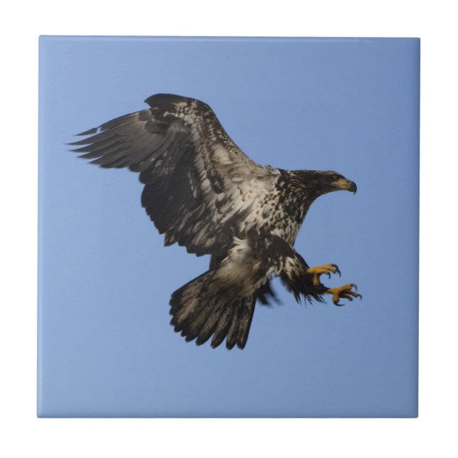 American Bald Eagle Wildlife Tile (Front)