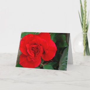 American Beauty Birthday Card