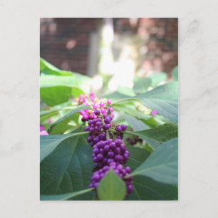 American Beautyberry # 3 Postcard