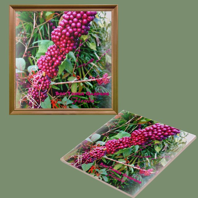 American Beautyberry at Bok Tower Gardens Florida Tile (Creator Uploaded)