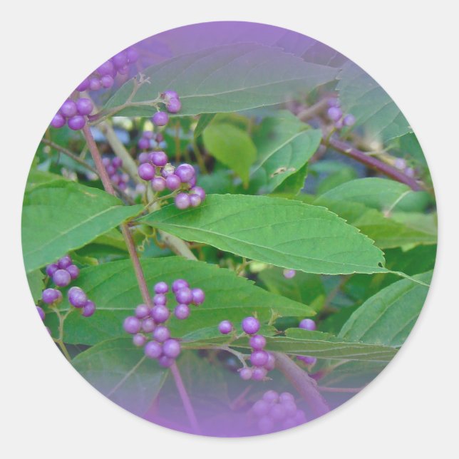 American Beautyberry (Callicarpa americana) Classic Round Sticker (Front)