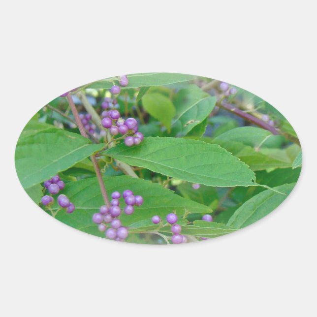 American Beautyberry (Callicarpa americana) Oval Sticker (Front)