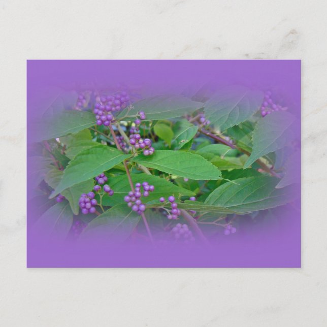 American Beautyberry (Callicarpa americana) Postcard (Front)