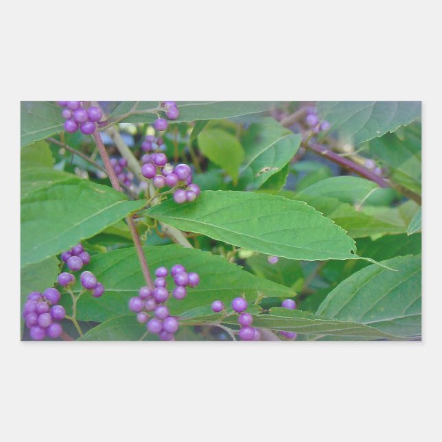 American Beautyberry (Callicarpa americana) Rectangular Sticker (Front)
