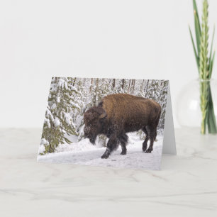 American Bison (Bison bison) Card