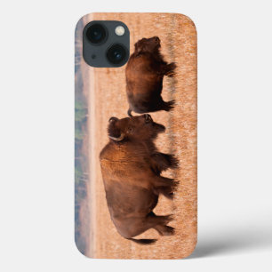 American Bison (Bison Bison) Cow And Calf iPhone 13 Case