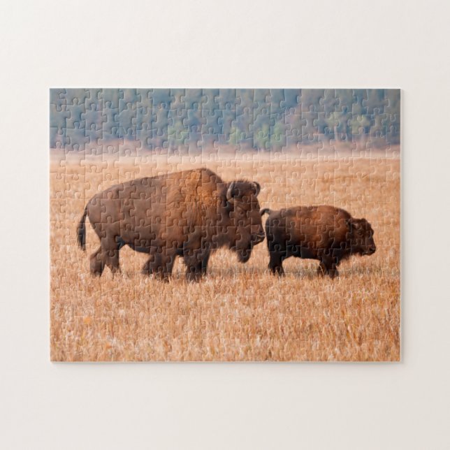American Bison (Bison Bison) Cow And Calf Jigsaw Puzzle (Horizontal)