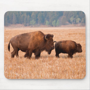 American Bison (Bison Bison) Cow And Calf Mouse Mat