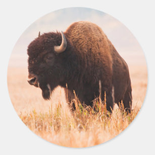 American Bison (Bison Bison) Herd In Teton 2 Classic Round Sticker