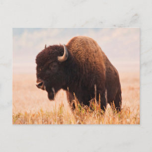 American Bison (Bison Bison) Herd In Teton 2 Postcard