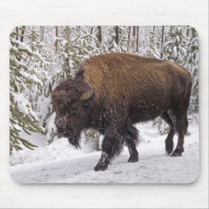 American Bison (Bison bison) Mouse Pad
