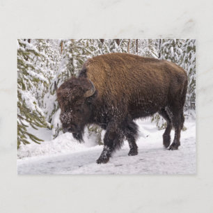 American Bison (Bison bison) Postcard