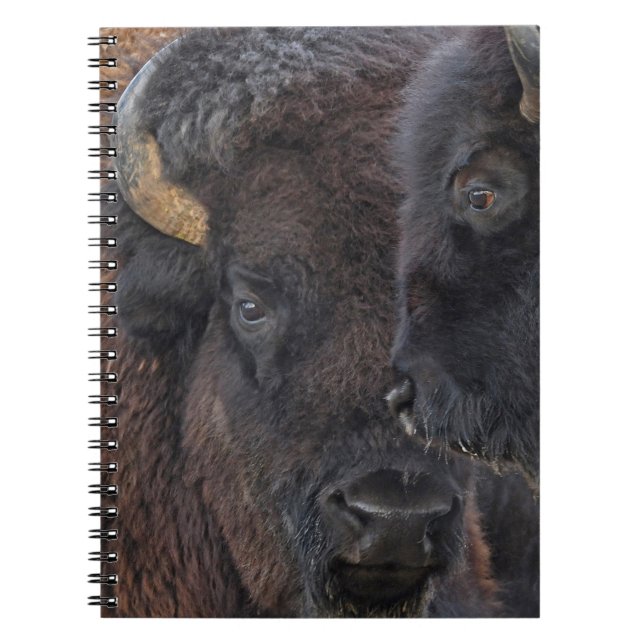 American Bison Bonded Pair Bull And Cow Notebook (Front)