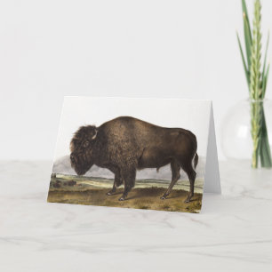 American Bison (Bos Americanus) Illustration Card