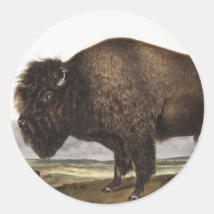 American Bison (Bos Americanus) Illustration Classic Round Sticker