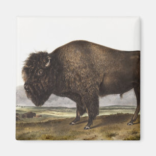 American Bison (Bos Americanus) Illustration Magnet