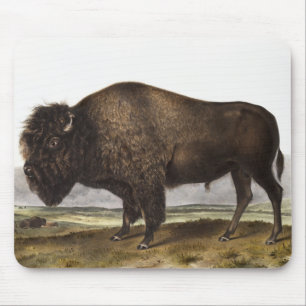 American Bison (Bos Americanus) Illustration Mouse Mat