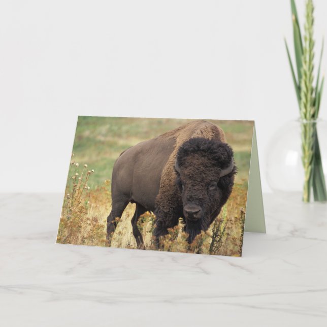 American Bison / Buffalo Birthday Card (Front)
