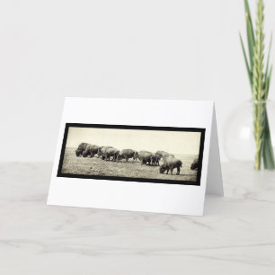 American Bison Buffalo Photo 1906 Card