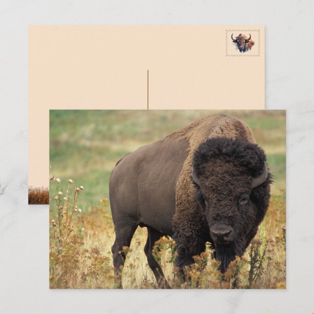 American Bison / Buffalo Postcard (Front/Back)