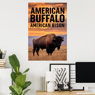 American bison Buffalo Poster