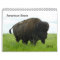 American Bison