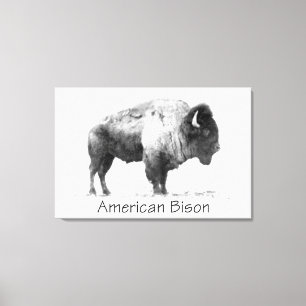 American Bison Canvas Print