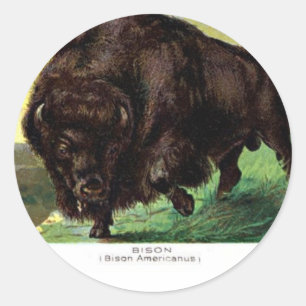 American Bison Classic Round Sticker