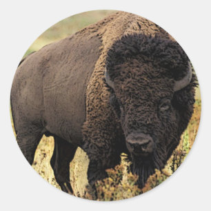 American Bison Classic Round Sticker