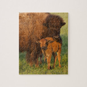 American Bison cow and calf, North Dakota Jigsaw Puzzle