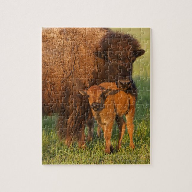 American Bison cow and calf, North Dakota Jigsaw Puzzle (Vertical)