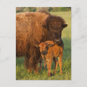 American Bison cow and calf, North Dakota Postcard