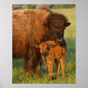 American Bison cow and calf, North Dakota Poster