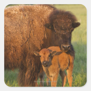 American Bison cow and calf, North Dakota Square Sticker