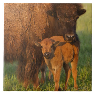 American Bison cow and calf, North Dakota Tile