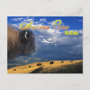 American Bison grazing in Montana Postcard