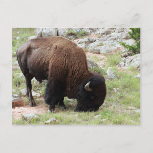 American Bison Grazing Postcard