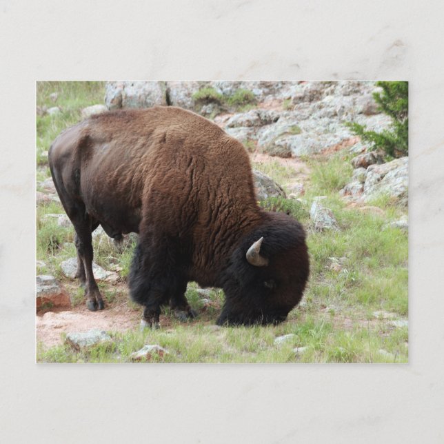 American Bison Grazing Postcard (Front)