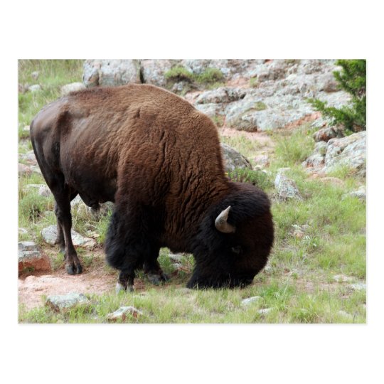 American Bison Grazing Postcard