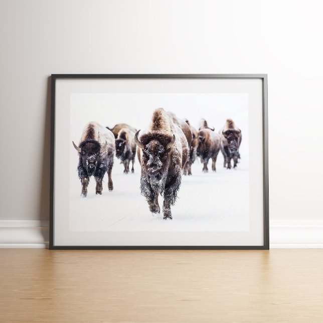 American Bison Herd in Snow Wall art (American Bison Herd in Snow Wall art on the floor againt white wall)