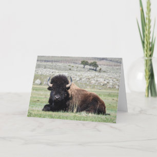 American Bison Notecard
