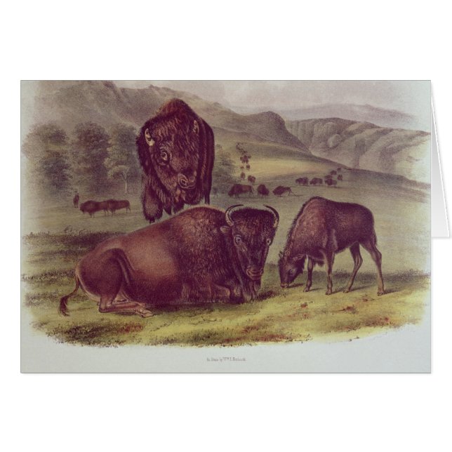 American Bison or Buffalo (Front Horizontal)