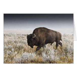 American Bison or Buffalo