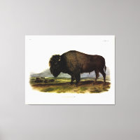American Bison, or Buffalo (Bison bison) - Audubon