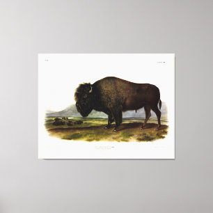 American Bison, or Buffalo (Bison bison) - Audubon Canvas Print