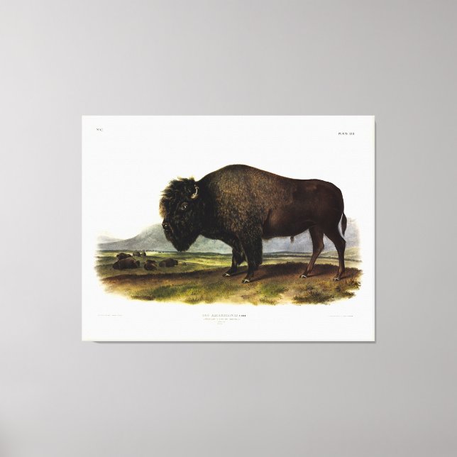 American Bison, or Buffalo (Bison bison) - Audubon Canvas Print (Front)