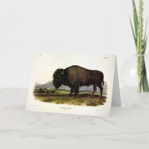American Bison, or Buffalo (Bison bison) - Audubon Card