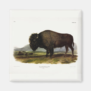 American Bison, or Buffalo (Bison bison) - Audubon Magnet